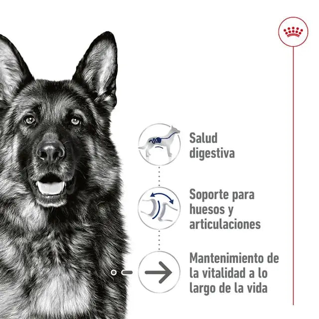 Royal Canin Maxi Ageing 410gr lata perro húmedo