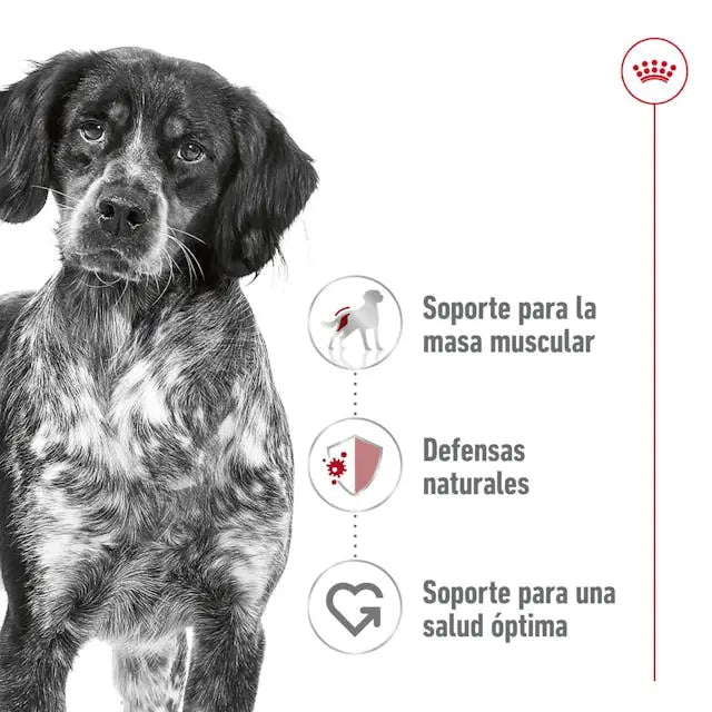 Royal Canin Medium Adult 410gr lata perro húmedo