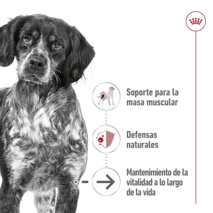 Royal Canin Medium Ageing 410gr lata perro húmedo