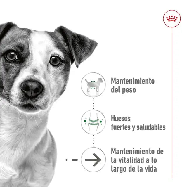 Royal Canin Mini Ageing 195gr lata perro húmedo