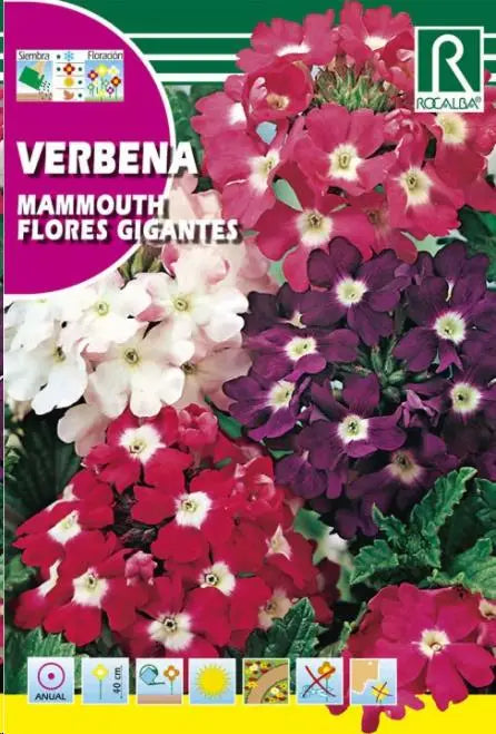 VERBENA MAMMOUTH,FLORES GIGANTES,VARIADA